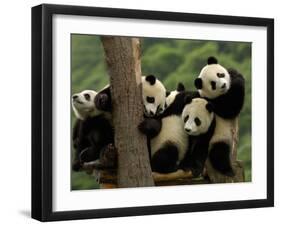 Giant Panda Babies, Wolong China Conservation and Research Center for the Giant Panda, China-Pete Oxford-Framed Premium Photographic Print