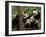 Giant Panda Babies, Wolong China Conservation and Research Center for the Giant Panda, China-Pete Oxford-Framed Premium Photographic Print