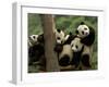 Giant Panda Babies, Wolong China Conservation and Research Center for the Giant Panda, China-Pete Oxford-Framed Premium Photographic Print