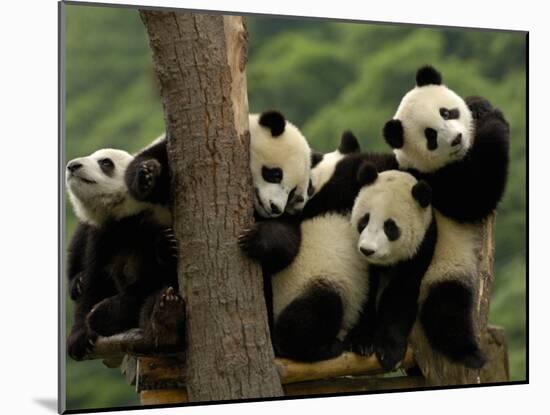 Giant Panda Babies, Wolong China Conservation and Research Center for the Giant Panda, China-Pete Oxford-Mounted Premium Photographic Print