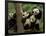 Giant Panda Babies, Wolong China Conservation and Research Center for the Giant Panda, China-Pete Oxford-Framed Premium Photographic Print