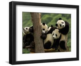 Giant Panda Babies, Wolong China Conservation and Research Center for the Giant Panda, China-Pete Oxford-Framed Photographic Print