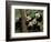 Giant Panda Babies, Wolong China Conservation and Research Center for the Giant Panda, China-Pete Oxford-Framed Photographic Print