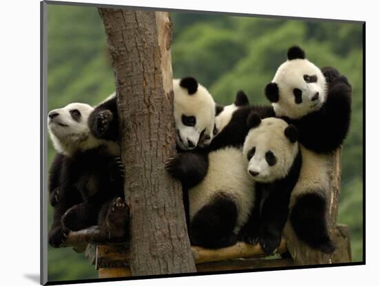 Giant Panda Babies, Wolong China Conservation and Research Center for the Giant Panda, China-Pete Oxford-Mounted Photographic Print