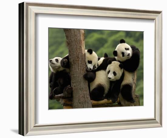 Giant Panda Babies, Wolong China Conservation and Research Center for the Giant Panda, China-Pete Oxford-Framed Photographic Print