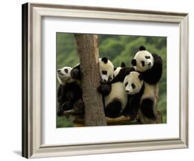 Giant Panda Babies, Wolong China Conservation and Research Center for the Giant Panda, China-Pete Oxford-Framed Photographic Print