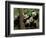 Giant Panda Babies, Wolong China Conservation and Research Center for the Giant Panda, China-Pete Oxford-Framed Photographic Print