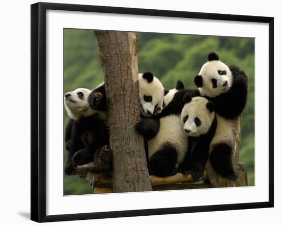 Giant Panda Babies, Wolong China Conservation and Research Center for the Giant Panda, China-Pete Oxford-Framed Photographic Print