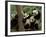 Giant Panda Babies, Wolong China Conservation and Research Center for the Giant Panda, China-Pete Oxford-Framed Photographic Print