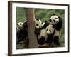 Giant Panda Babies, Wolong China Conservation and Research Center for the Giant Panda, China-Pete Oxford-Framed Photographic Print