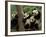 Giant Panda Babies, Wolong China Conservation and Research Center for the Giant Panda, China-Pete Oxford-Framed Photographic Print