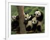 Giant Panda Babies, Wolong China Conservation and Research Center for the Giant Panda, China-Pete Oxford-Framed Photographic Print