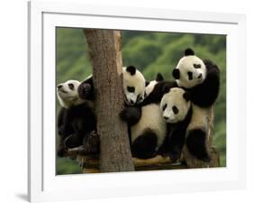 Giant Panda Babies, Wolong China Conservation and Research Center for the Giant Panda, China-Pete Oxford-Framed Photographic Print