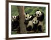 Giant Panda Babies, Wolong China Conservation and Research Center for the Giant Panda, China-Pete Oxford-Framed Photographic Print