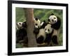 Giant Panda Babies, Wolong China Conservation and Research Center for the Giant Panda, China-Pete Oxford-Framed Photographic Print