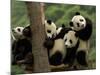Giant Panda Babies, Wolong China Conservation and Research Center for the Giant Panda, China-Pete Oxford-Mounted Photographic Print