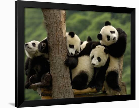 Giant Panda Babies, Wolong China Conservation and Research Center for the Giant Panda, China-Pete Oxford-Framed Photographic Print