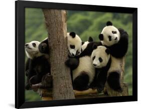 Giant Panda Babies, Wolong China Conservation and Research Center for the Giant Panda, China-Pete Oxford-Framed Photographic Print