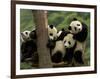 Giant Panda Babies, Wolong China Conservation and Research Center for the Giant Panda, China-Pete Oxford-Framed Photographic Print