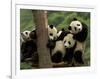 Giant Panda Babies, Wolong China Conservation and Research Center for the Giant Panda, China-Pete Oxford-Framed Photographic Print