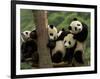 Giant Panda Babies, Wolong China Conservation and Research Center for the Giant Panda, China-Pete Oxford-Framed Photographic Print