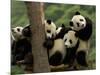 Giant Panda Babies, Wolong China Conservation and Research Center for the Giant Panda, China-Pete Oxford-Mounted Photographic Print