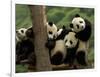 Giant Panda Babies, Wolong China Conservation and Research Center for the Giant Panda, China-Pete Oxford-Framed Photographic Print