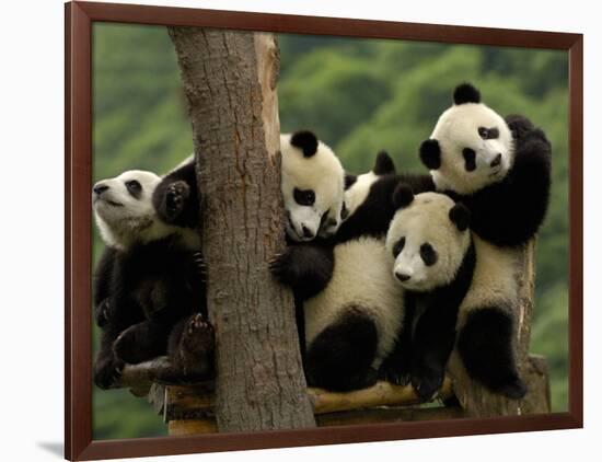 Giant Panda Babies, Wolong China Conservation and Research Center for the Giant Panda, China-Pete Oxford-Framed Photographic Print