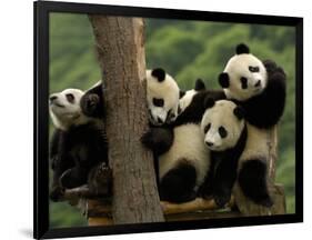 Giant Panda Babies, Wolong China Conservation and Research Center for the Giant Panda, China-Pete Oxford-Framed Photographic Print