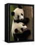Giant Panda Babies, Wolong China Conservation and Research Center for the Giant Panda, China-Pete Oxford-Framed Stretched Canvas