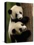 Giant Panda Babies, Wolong China Conservation and Research Center for the Giant Panda, China-Pete Oxford-Stretched Canvas