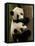 Giant Panda Babies, Wolong China Conservation and Research Center for the Giant Panda, China-Pete Oxford-Framed Stretched Canvas