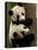 Giant Panda Babies, Wolong China Conservation and Research Center for the Giant Panda, China-Pete Oxford-Stretched Canvas