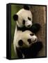 Giant Panda Babies, Wolong China Conservation and Research Center for the Giant Panda, China-Pete Oxford-Framed Stretched Canvas