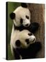 Giant Panda Babies, Wolong China Conservation and Research Center for the Giant Panda, China-Pete Oxford-Stretched Canvas