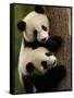 Giant Panda Babies, Wolong China Conservation and Research Center for the Giant Panda, China-Pete Oxford-Framed Stretched Canvas