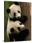 Giant Panda Babies, Wolong China Conservation and Research Center for the Giant Panda, China-Pete Oxford-Stretched Canvas