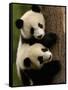 Giant Panda Babies, Wolong China Conservation and Research Center for the Giant Panda, China-Pete Oxford-Framed Stretched Canvas