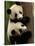 Giant Panda Babies, Wolong China Conservation and Research Center for the Giant Panda, China-Pete Oxford-Stretched Canvas