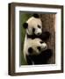 Giant Panda Babies, Wolong China Conservation and Research Center for the Giant Panda, China-Pete Oxford-Framed Premium Photographic Print