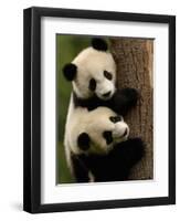 Giant Panda Babies, Wolong China Conservation and Research Center for the Giant Panda, China-Pete Oxford-Framed Premium Photographic Print