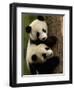 Giant Panda Babies, Wolong China Conservation and Research Center for the Giant Panda, China-Pete Oxford-Framed Premium Photographic Print