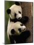 Giant Panda Babies, Wolong China Conservation and Research Center for the Giant Panda, China-Pete Oxford-Mounted Premium Photographic Print