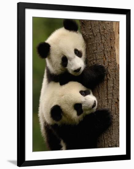 Giant Panda Babies, Wolong China Conservation and Research Center for the Giant Panda, China-Pete Oxford-Framed Premium Photographic Print