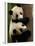 Giant Panda Babies, Wolong China Conservation and Research Center for the Giant Panda, China-Pete Oxford-Framed Photographic Print