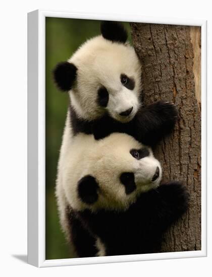 Giant Panda Babies, Wolong China Conservation and Research Center for the Giant Panda, China-Pete Oxford-Framed Photographic Print