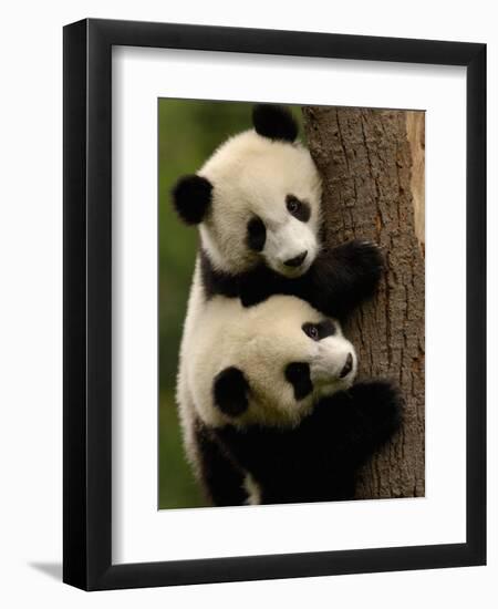 Giant Panda Babies, Wolong China Conservation and Research Center for the Giant Panda, China-Pete Oxford-Framed Photographic Print