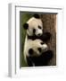 Giant Panda Babies, Wolong China Conservation and Research Center for the Giant Panda, China-Pete Oxford-Framed Photographic Print