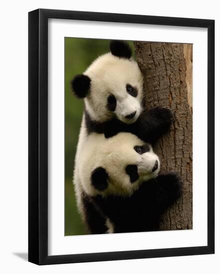 Giant Panda Babies, Wolong China Conservation and Research Center for the Giant Panda, China-Pete Oxford-Framed Photographic Print