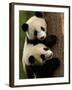 Giant Panda Babies, Wolong China Conservation and Research Center for the Giant Panda, China-Pete Oxford-Framed Photographic Print